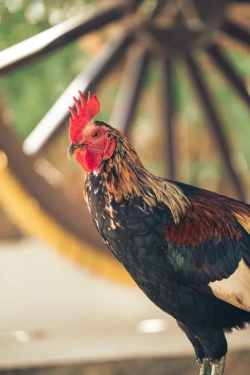 Coq d'Or Prestige 11