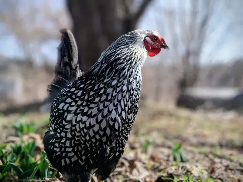 Coq d'Or Prestige 4