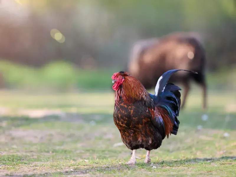 Coq d'Or Prestige 6