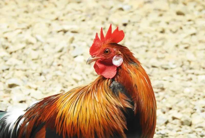 Coq d'Or Prestige 8